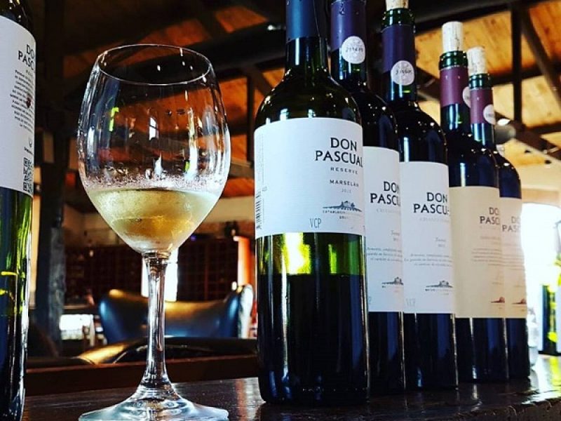 Bodega Juanicó – Visita & Degustação com Almoço - Degustação de Vinhos na Vinícola - Vinho Branco - Uruguai