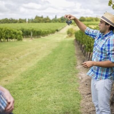 Bodega Pizzorno Visita Guiada Almoço Passeio Preço Valor