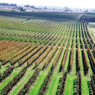 Visita Guiada Bodega Bouza Almoço Degustação Passeio Comprar