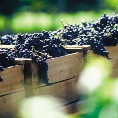 Visita Guiada Bodega Bouza Almoço Degustação Passeio Preço