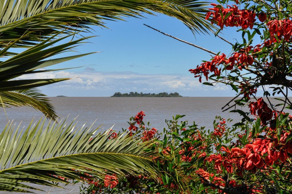 Cena tropical com folhas de palmeira verdes e flores vermelhas emoldurando um céu azul sobre uma superfície de água marrom Avenida General Flores em Colônia do Sacramento