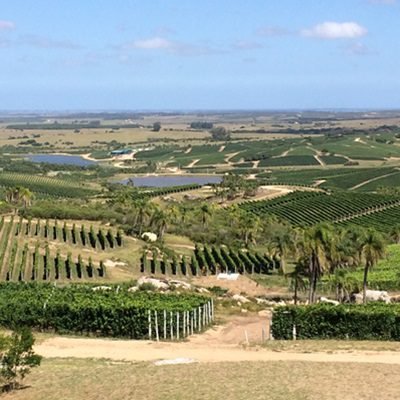 Bodega Garzon Vinicola Preço