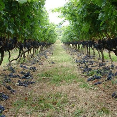 Bodega Spinoglio Montevideo Preco Como Ir