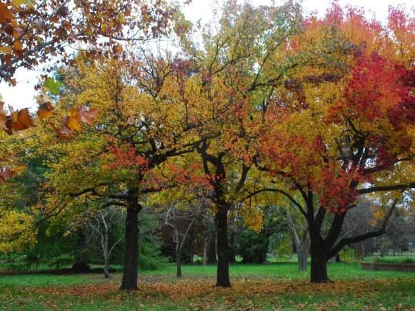 Outono é uma época de clima fresco e lindas paisagens em Montevidéu.