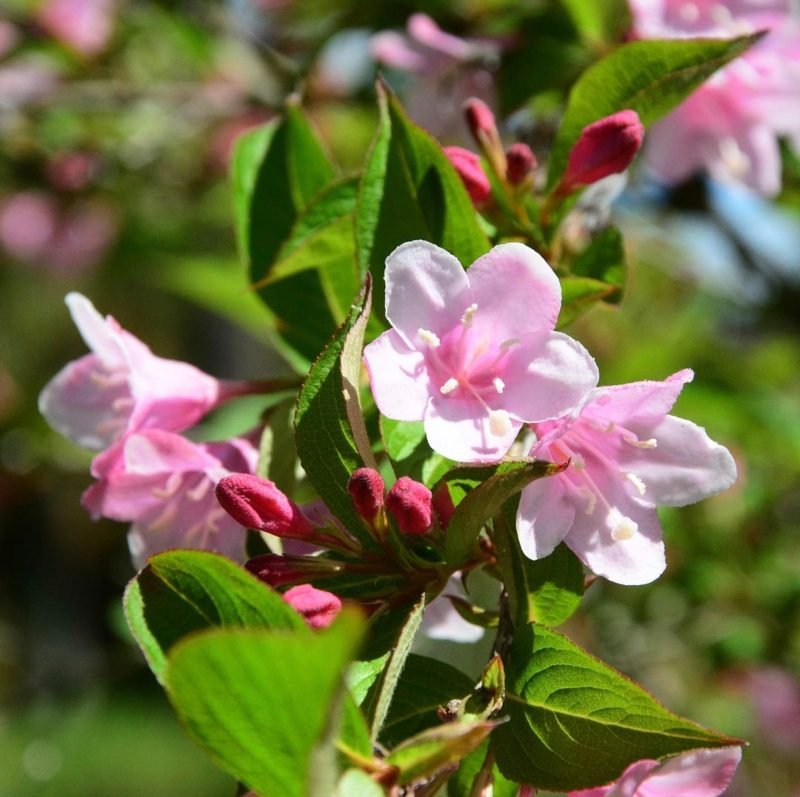 imagem de flores na primavera no uruguai