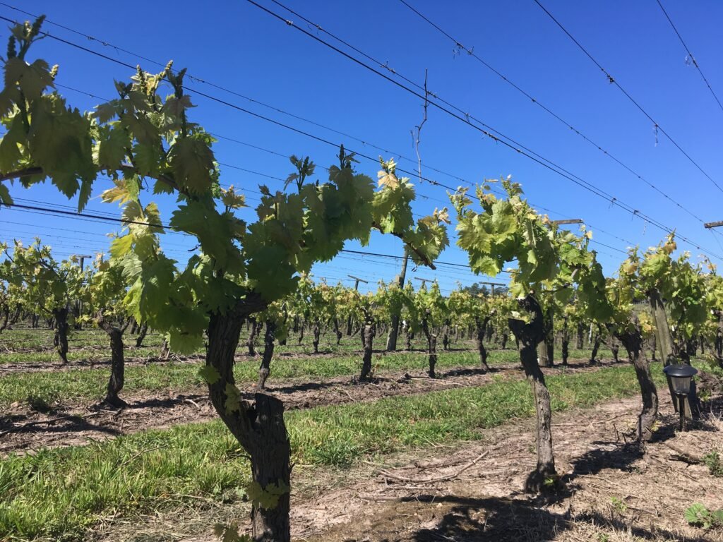 uvas em vinícola no Uruguai