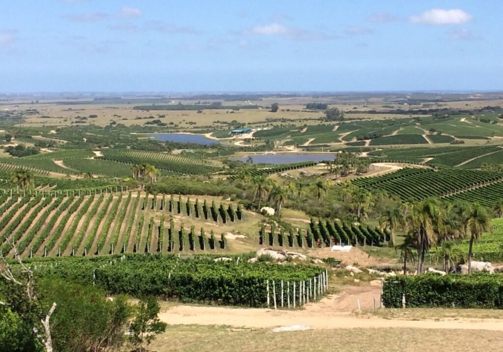 Visita Guiada Bodega Garzón Vinícola Uruguai Azeite de oliva Turismo enológico Punta del Este Vinhos Tannat Francis Mallmann Degustação gourmet Paisagem rural Complexo turístico