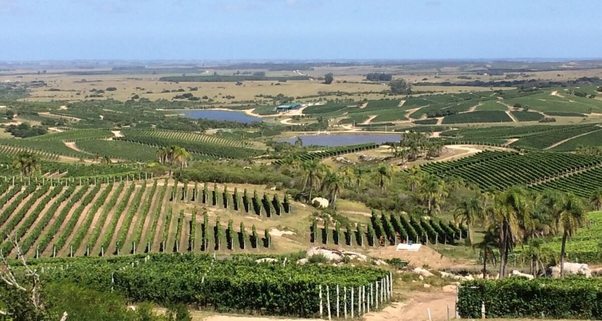Visita Guiada Bodega Garzón Vinícola Uruguai Azeite de oliva Turismo enológico Punta del Este Vinhos Tannat Francis Mallmann Degustação gourmet Paisagem rural Complexo turístico