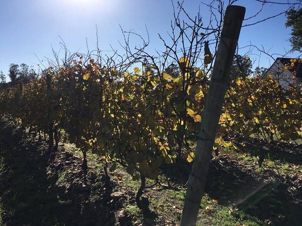 vinicola, com céu azul ao fundo puchero