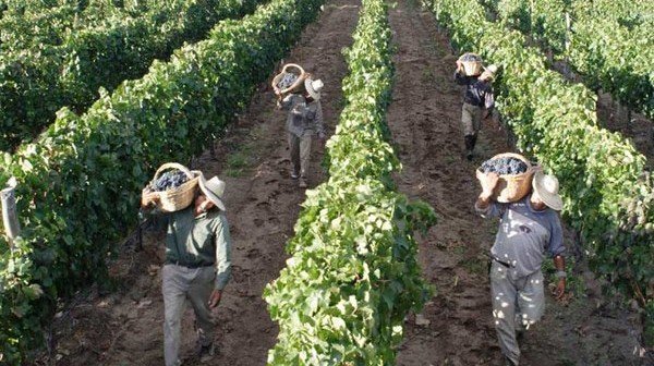 profissionais colhendo uvas numa vinicola qual é a melhor época para viajar para o Uruguai