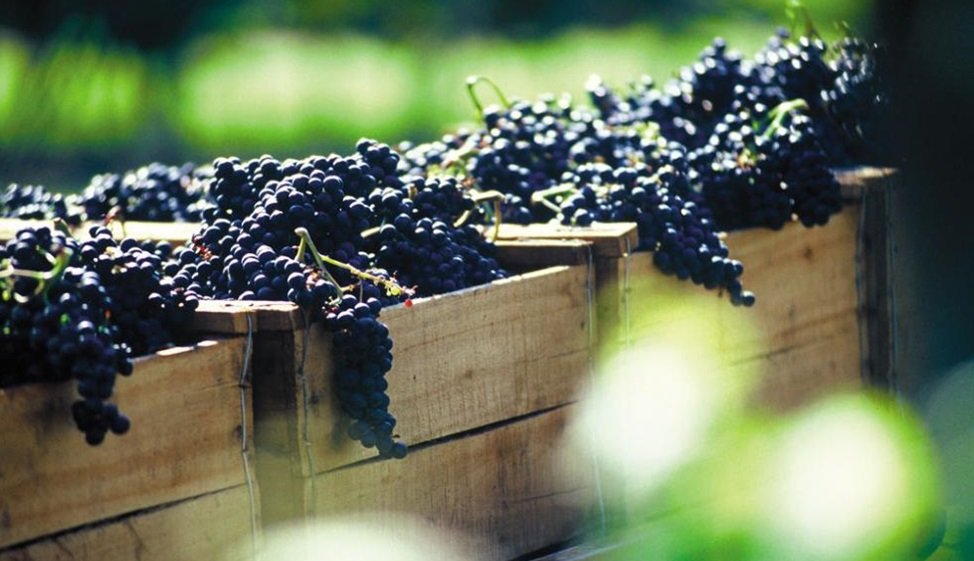 uvas de cor roxa em caixotes de madeira com vegetação ao redor roteiro de viagem para o Uruguai