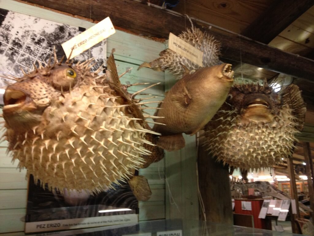 Peixes-balão e peixe-porco empalhados em exposição no Museu do Mar