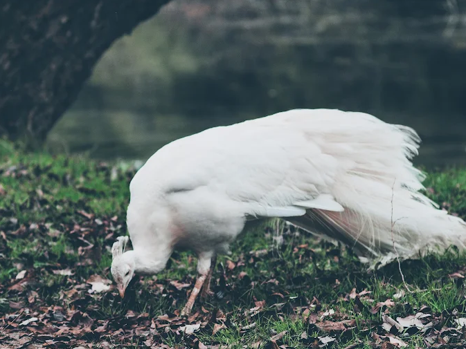Pavão branco se alimentando na grama às margens do lago no Zoo Parque Medina