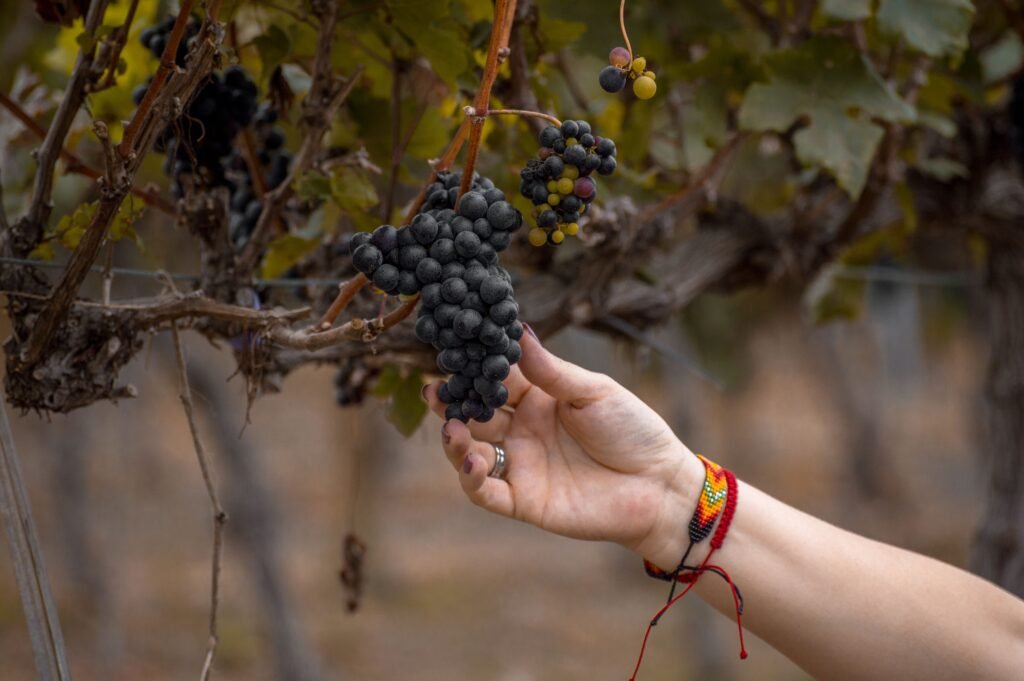 uvas com a mão de uma pessoa
