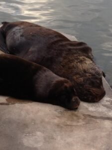 Leões-marinhos descansando no Porto de Punta del Este, uma das atrações mais conhecidas da região, às margens das águas da costa uruguaia.