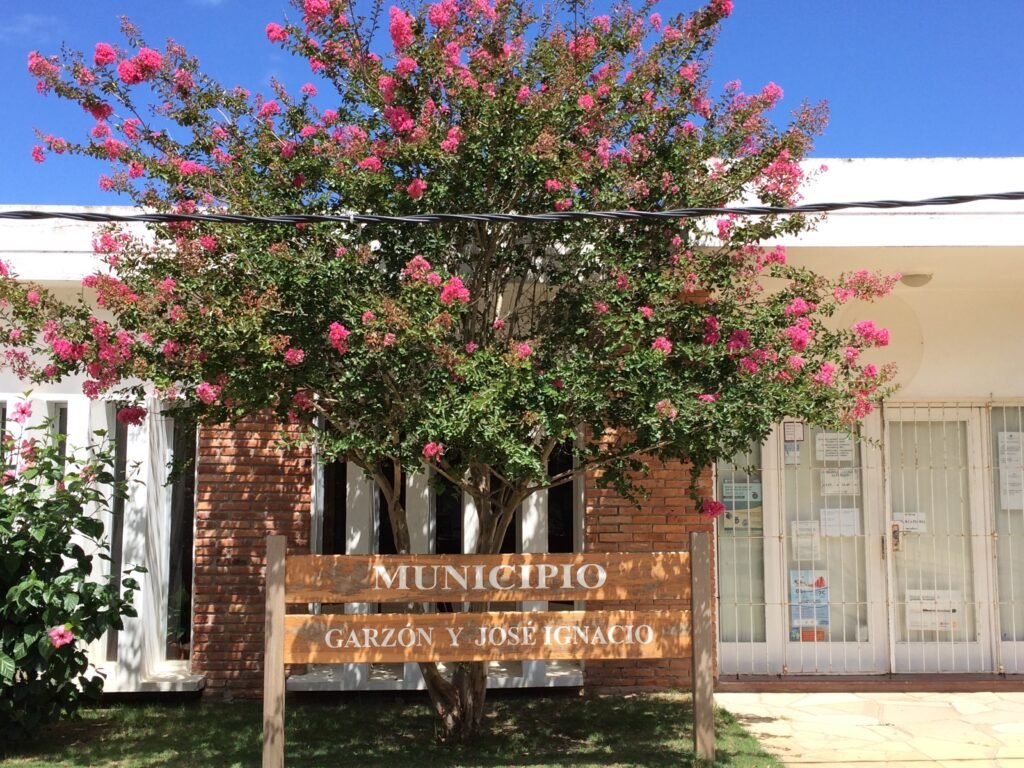 Pink flowering crepe myrtle tree in front of a brick municipal building with a sign reading MUNICIPIO.