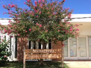 Pink flowering crepe myrtle tree in front of a brick municipal building with a sign reading MUNICIPIO.