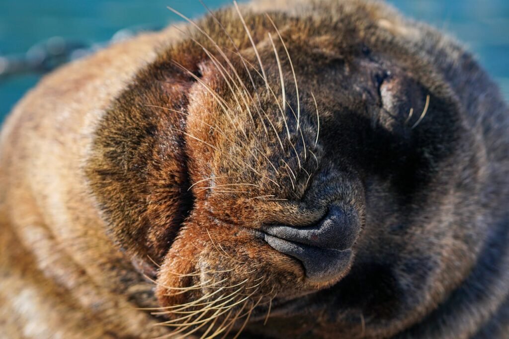 Close-up of a seal's snout with long whiskers and brown fur, appearing to rest peacefully