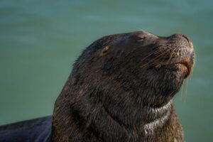Lobo-marinho descansando ao sol com a cabeça erguida e os olhos fechados, próximo às águas de Punta del EsteLobo-marinho descansando ao sol com a cabeça erguida e os olhos fechados, próximo às águas de Punta del Este