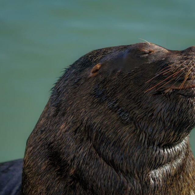 Lobo-marinho descansando ao sol com a cabeça erguida e os olhos fechados, próximo às águas de Punta del EsteLobo-marinho descansando ao sol com a cabeça erguida e os olhos fechados, próximo às águas de Punta del Este