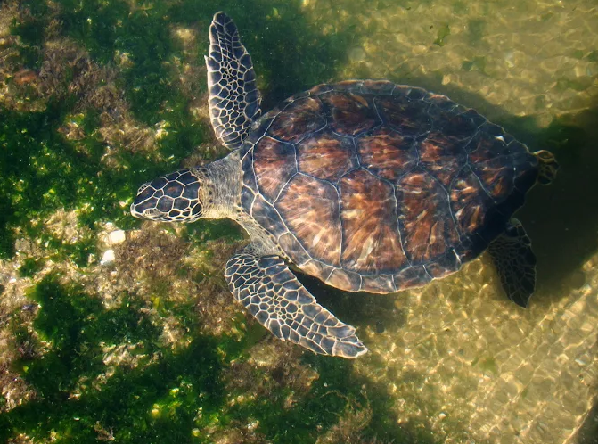 Tartaruga marinha nadando em água rasa sobre fundo de algas no Karumbé