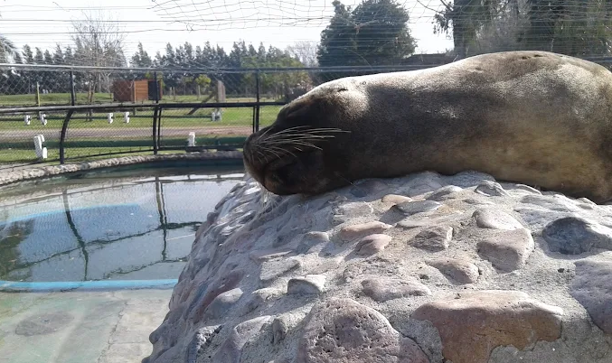 Leão-marinho descansando sobre rocha ao lado do tanque no Zoo Parque Medina