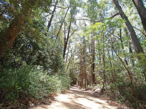 Trilha de terra entre árvores altas em meio à mata do Arboretum Lussich