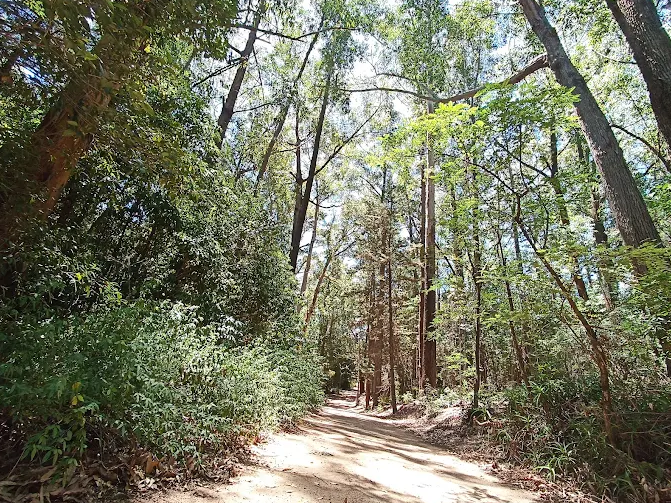 Trilha de terra entre árvores altas em meio à mata do Arboretum Lussich