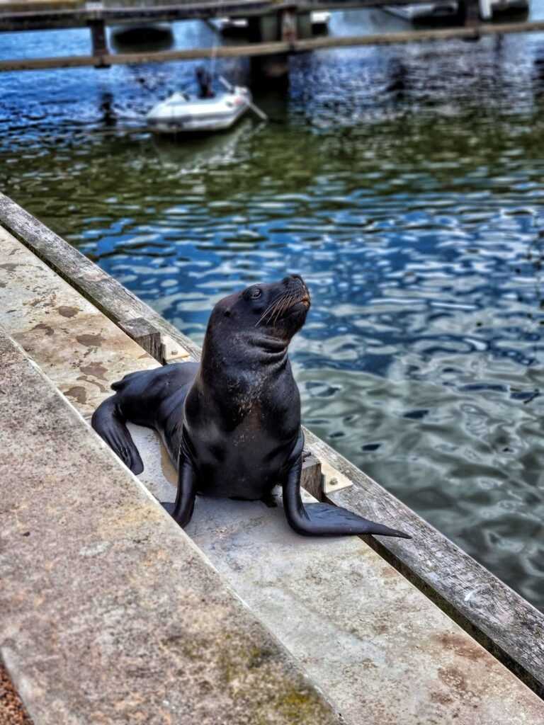 Lobo-marinho descansando na beira do cais do porto de Punta del Este, com barcos ao fundo