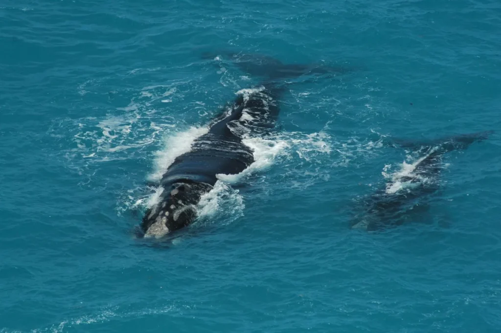 Baleia-franca austral vista de cima, com o dorso marcado por calosidades