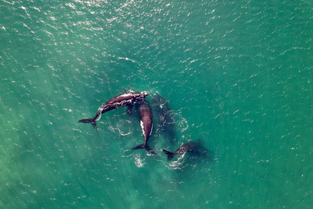 Baleia-franca acompanhada do filhote em águas costeiras