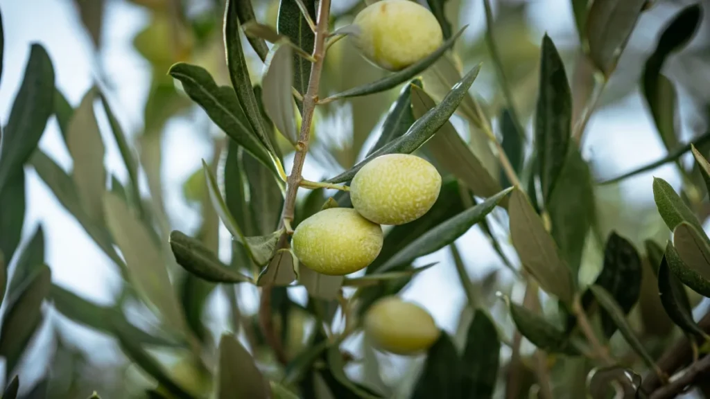 Azeitonas verdes maduras presas ao galho da oliveira