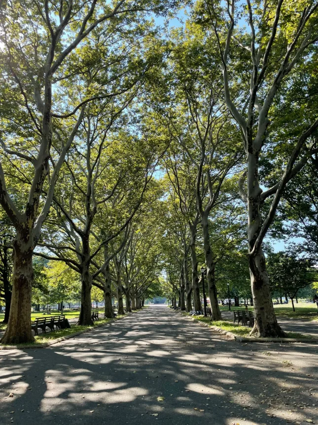 Alameda de terra ladeada por arvores altas em um parque