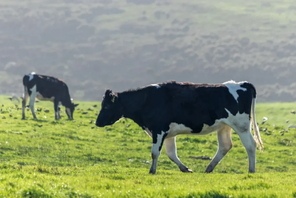 Gado pastando em campo verde, base da gastronomia no Uruguai