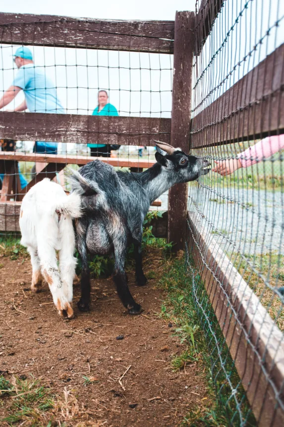 Cabras curiosas se aproximando da cerca em uma granja de contato