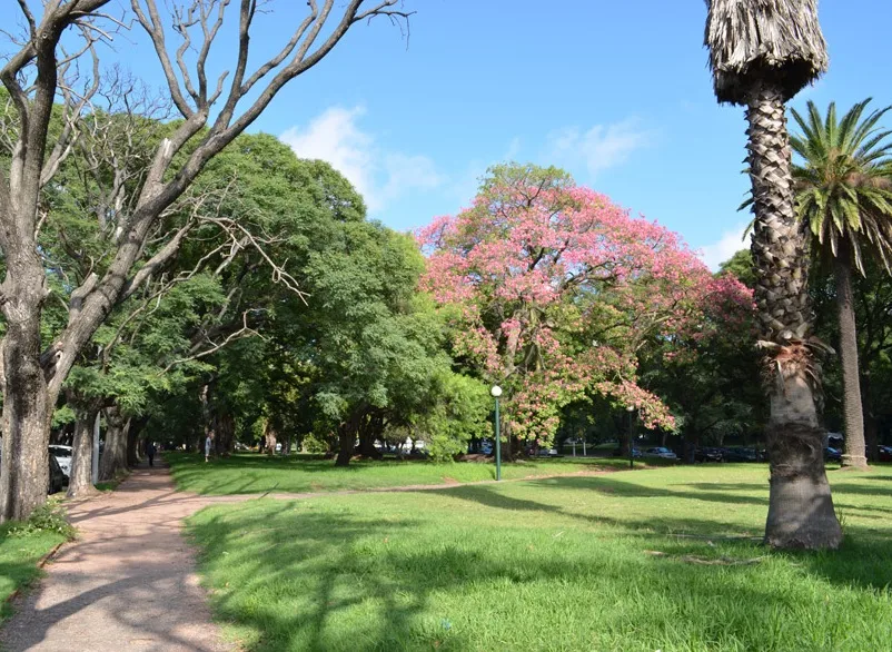 Gramado do Parque Batlle com árvores e um ipê florido ao fundo