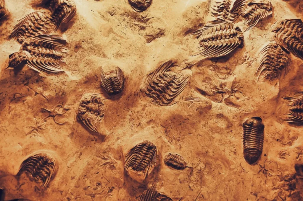 Fósseis de trilobitas preservados em rocha sedimentar