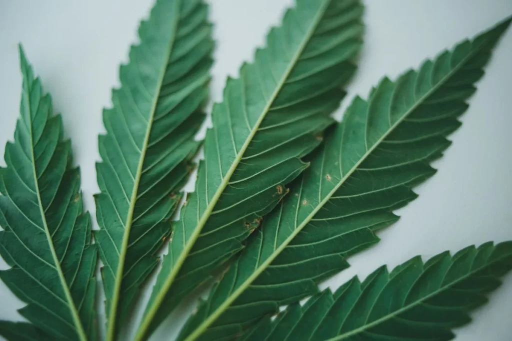 Folhas de cannabis em close sobre fundo claro