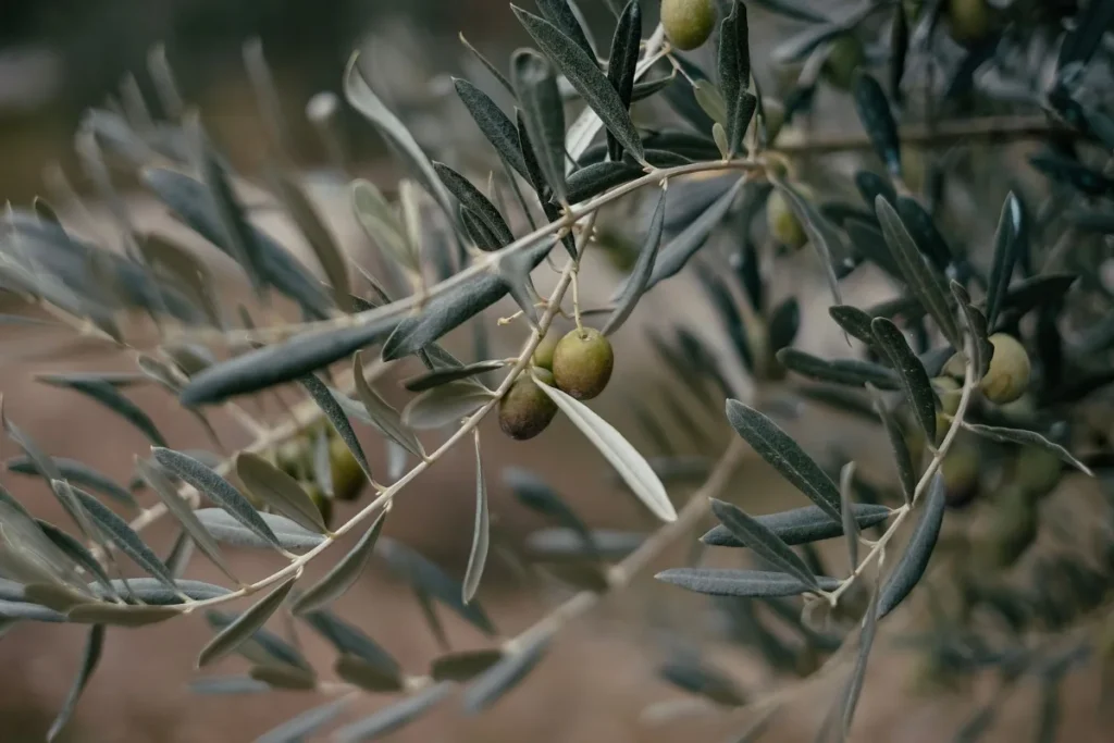 Ramo de oliveira com uma azeitona em destaque