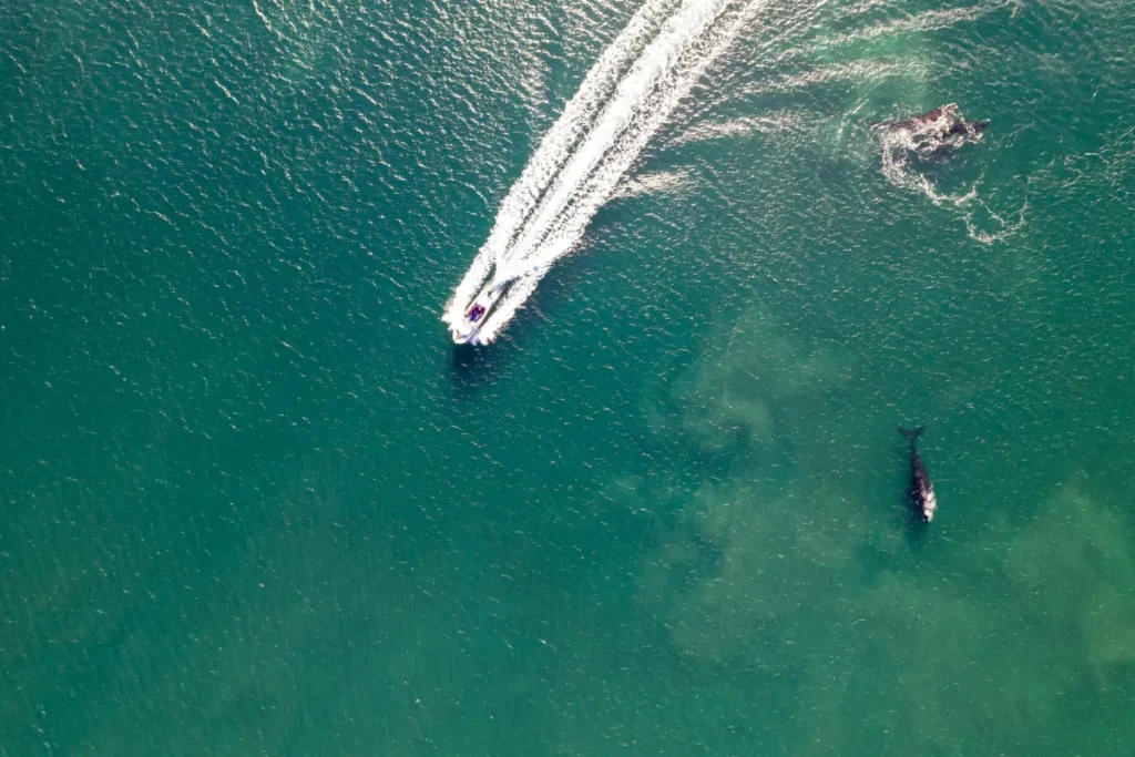 Barco navegando a distância de uma baleia, visto de cima