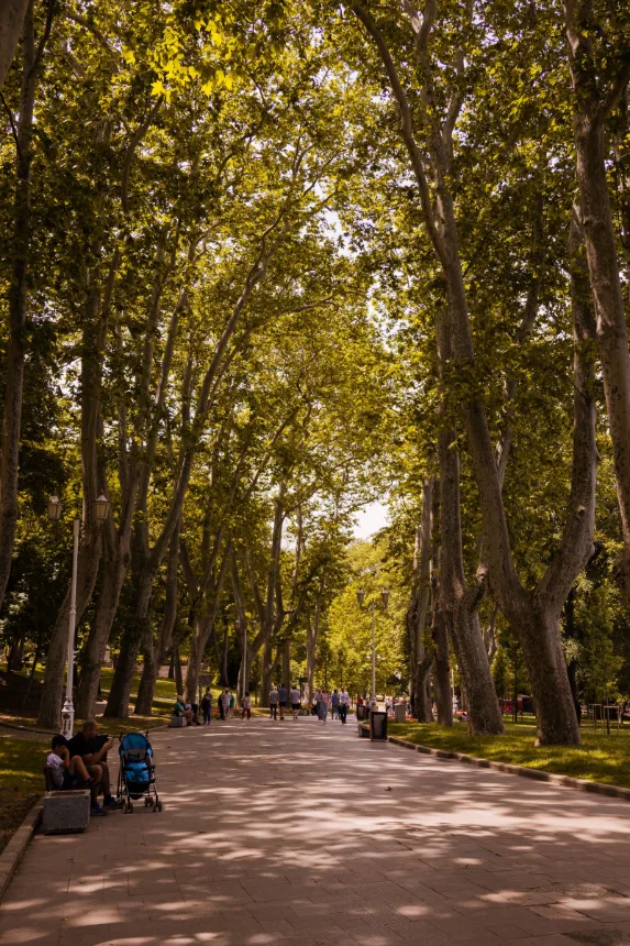 Copas de arvores antigas vistas de baixo em um parque