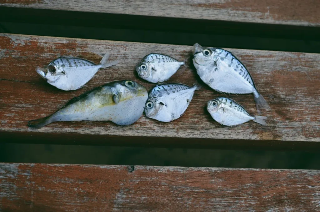 Peixes frescos alinhados sobre uma bancada de madeira