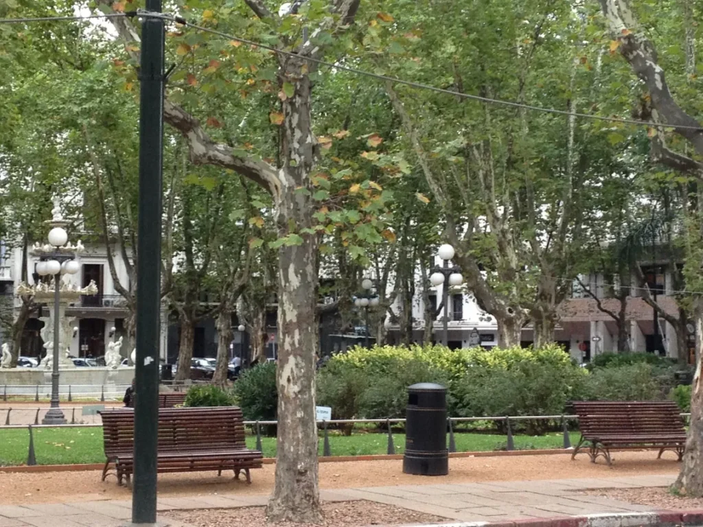 Plaza de la Constitucion, a Plaza Matriz, com arvores altas, bancos e canteiros
