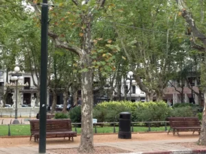 Plaza de la Constitucion, a Plaza Matriz, com arvores altas, bancos e canteiros