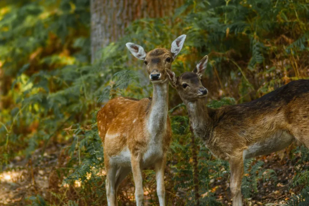 Dois veados em meio a vegetacao verde de uma area de fauna protegida