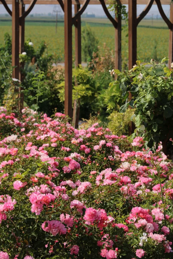 Canteiro de rosas cor-de-rosa florido em jardim arborizado