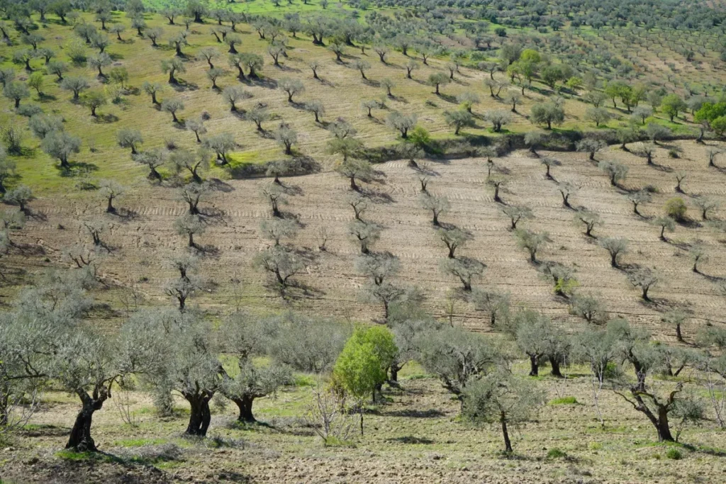 Olival com fileiras de oliveiras se estendendo pelas colinas