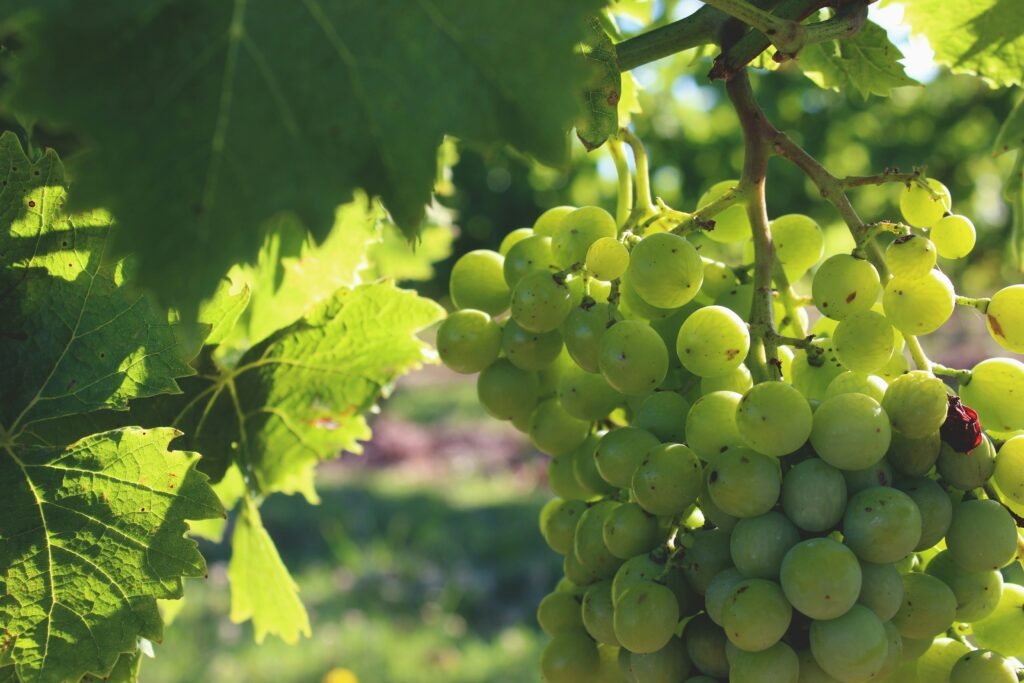 Cacho de uvas verdes pendurado em uma videira banhada pelo sol, com folhas verdes por perto.