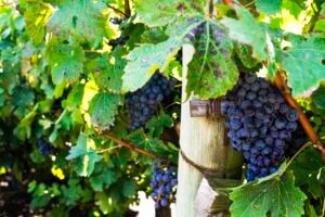uvas sendo cultivadas