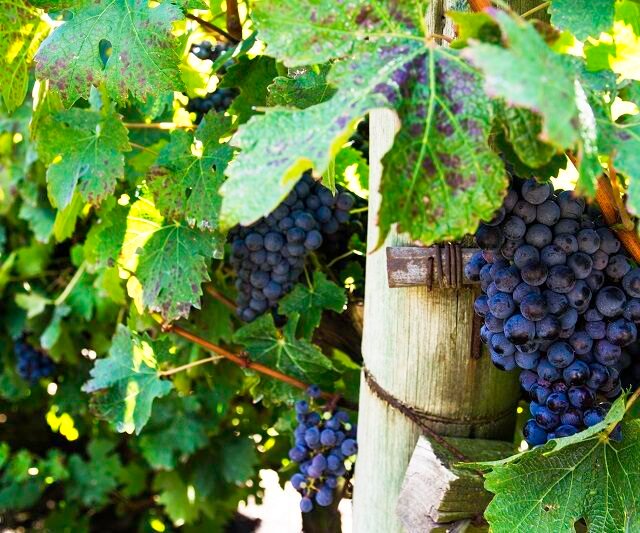 uvas sendo cultivadas